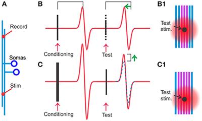 The Slow Depolarization Following Individual Spikes in Thin, Unmyelinated Axons in Mammalian Cortex